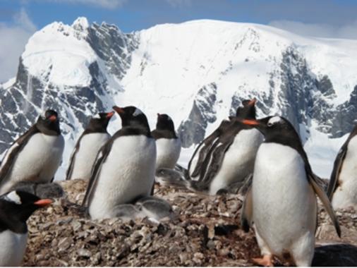 <p>Pingüino Papúa <em>(Pygoscelis papua) </em>en la Antártida. Imagen: Andrés Barbosa. </p>