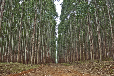 <p>La nueva aplicación gratuita alojada en la nube<strong> </strong>permite<strong> </strong>estimar la producción de plantaciones de eucalipto en Galicia y la cornisa cantábrica. / <a href="https://www.flickr.com/photos/psicodrops/4609098972/" target="_blank">Cassio Abreu</a></p>