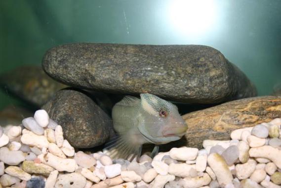 <p>Un ejemplar macho de blenio de río <em>(S. fluviatilis) </em>protegiendo la puesta. / Noëlle Fabre, Universidad de Barcelona. </p>