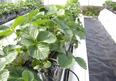 <p>Cultivo de fresas sobre fibra de coco. / Fundación Descubre </p>