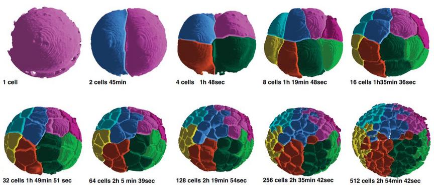 <p>Reconstrucción digital 3D del desarrollo embrionario. CREDITOS: Olivier, Luengo-Oroz, Duloquin <em>et al</em>.</p>