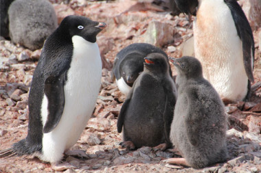 <p>Un adulto de pingüino de Adélia, <em>Pygoscelis adeliae</em>, encargado de cuidar a dos pollos / MNCN</p>