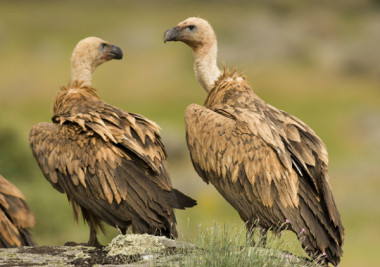 <p/>Buitres leonados (<em>Gyps fulvus</em>). / SEO/BirdLife” />ç<span style=