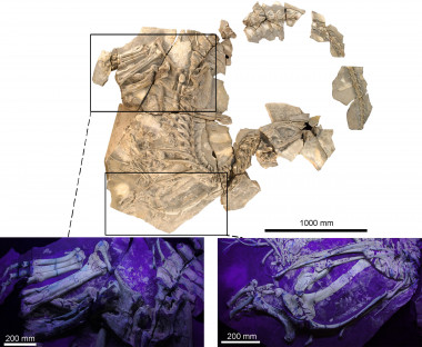 <p>Fotografía del fósil de Concavenator, con dos ampliaciones de las extremidades, obtenidas con luz ultravioleta. / UAM-UNED</p>