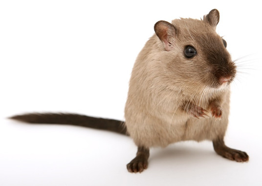 <p>En los ratones que hacían ejercicio se redujo la progresión de la dilatación de la aorta hasta hacerla indistinguible de la de los no enfermos. / <a href="https://pixabay.com/es/animales-atractivo-hermosa-ni%C3%B1o-1238228/" target="_blank">Pixabay</a></p>