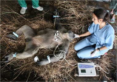 <p>Uno de los chimpancés del estudio, anestesiado para hacerle su electrocardiograma. A su derecha, Rebeca Atencia / Fernando Turmo</p>