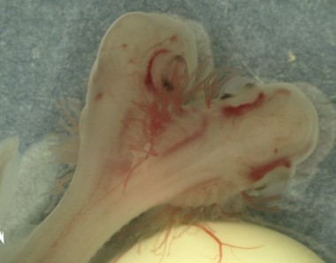 <p>El embrión de la especie <em>Galeus atlanticus </em>con dos cabezas. / V. Sans-Coma et al.</p>