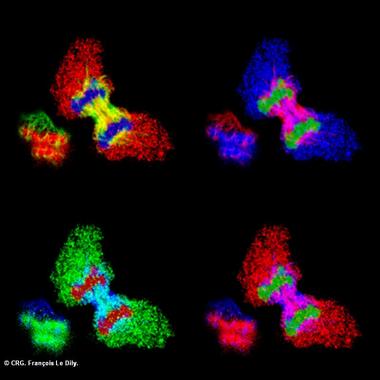 <p>Célula de cáncer de mama en división donde se puede observar el ADN, la tubulina y la progesterona. Imagen: CRG.</p>