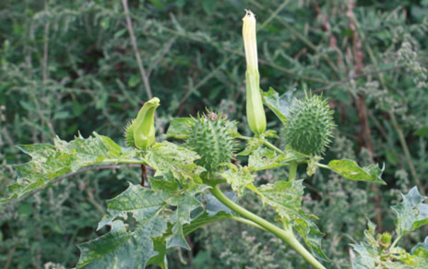 <p><em>Datura stramonium</em> en flor y con fruto. / G. Benítez</p>