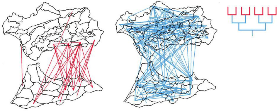 <p>Relaciones filogenéticas superficiales (rojo) y profundas (azul) entre comarcas de Andalucía y Norte de África. / US</p>