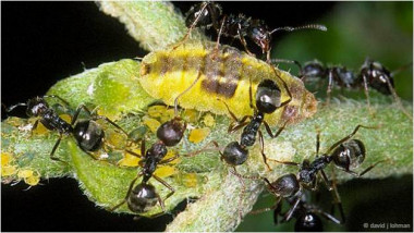 <p>Las larvas de la mayoría de los miembros de los Miletinae son depredadoras de insectos, a los que acceden parasitando las hormigas que los cultivan. / David J. Lohman</p>