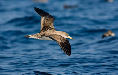 <p>La normativa europea que prohíbe lanzar los descartes de pesca al mar podría disparar la mortalidad de las pardelas cenicientas en el Mediterráneo. / <a href="http://www.seo.org/" target="_self">SEO/BirdLife</a></p>