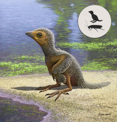 <p class=" text-left">Reconstrucción del aspecto del pollo de ave cretácica de Las Hoyas (Cuenca). Arriba, a la derecha, escala gráfica de tamaño. / Raúl Martín</p>