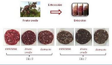 <p class=" text-left">Aplicación del fruto del mortiño (fruto crudo) y sus extractos a hamburguesas, y evolución del deterioro del color de las mismas durante su almacenamiento a refrigeración. / UAM</p>