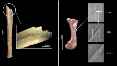 <p>En esta imagen se observan marcas de corte que demuestran que los restos del felino fueron procesados por neandertales. / IPHES.</p>