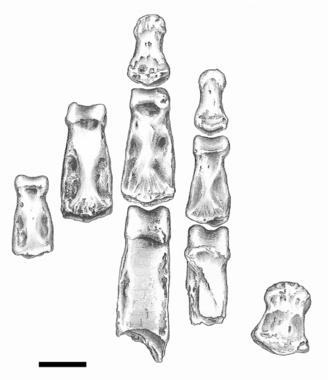 <p>Falanges del individuo OH7</p>