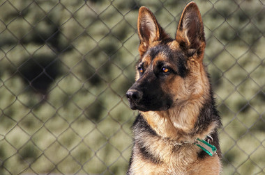 <p>Los científicos estiman que la domesticación de los perros ocurrió entre hace 20.000 y 40.000 años. / <a href="https://www.flickr.com/photos/dsc828/7231918324/in/photolist-c24tmY-e9MXwL-dsYeUN-rM4gM-c1ES4j-kafg58-49zVFF-3c6Zxv-i229aD-cD3Fco-7EsVXi-7y4Qbd-eqkqTq-i24TUD-6HjnrU-385BiX-385zFc-8Rx9uk-absCSd-epp7A4-oV1mcr-49JMAQ-daZ1z2-4SowxR-4wJRwR-yVDEM-vvuUX-eppaK4-a4vDDD-bBY5pw-yVDEU-dofs9Z-4wJXCH-i251Y9-4ETLPh-i24MGt-dNyX51-5RFUhD-eB98TH-uLdEH-86t26q-38FFRt-7mpJSN-4EPyPB-5Rsrvw-8Rxrnf-nG1e2Q-uLbGx-56C84Y-uLbGG" target="_blank">Daniel Sebastián Cueto</a></p>
