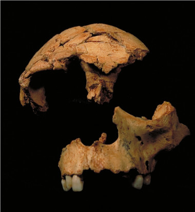 <p>Fragmentos de cráneo de Homo antecessor. / Bermúdez de Castro et al.</p>