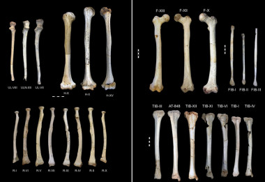 <p class=" text-left">Huesos de las extremidades superiores e inferiores de los adultos encontrados en la Sima de los Huesos. Imagen: Carretero et al.</p>