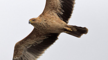 <p>La zona quemada era área de reproducción de especies gravemente amenazadas como el águila imperial ibérica. / <a href="https://commons.wikimedia.org/wiki/User:Juan_lacruz#/media/File:Aquila_adalberti_2014-02-08_1.jpg" target="_blank">Wikimedia Commons</a></p>