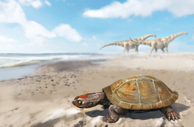 <p>Reconstrucción de <em>Algorachelus peregrinus </em>en un ambiente costero de Laurasia hace 95 millones de años. / José Antonio Peñas / SINC</p>