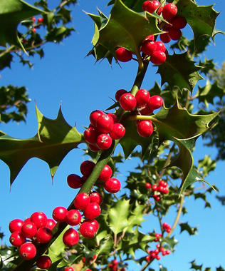 <p>Acebo, <em>Ilex aquifolium</em> una de las espécies que está subiendo en altitud y latitud</p>