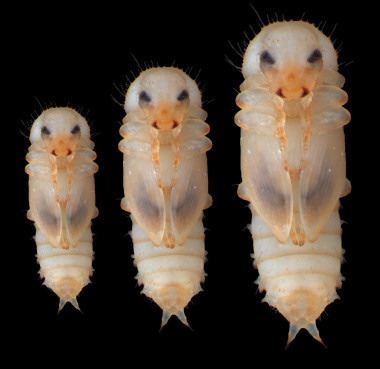 <p>Pupas del escarabajo de la harina <em>Tribolium castaneum</em> iniciando la metamorfosis después de activar el gen E93, partiendo de diferentes medidas iniciales / David Martin</p>