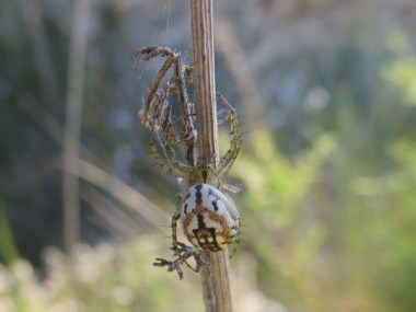 <p>El equipo científico ha estudiado un total de 20.539 ejemplares de diferentes especies de arañas ibéricas (foto: <em>Mangora acalypha/ </em>Marc Domènech, UB).</p>