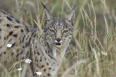 <p>Los científicos han estudiado el ADN de 19 fósiles de lince y han observado que su variedad genética ha sido pequeña a lo largo de los últimos 50.000 años. Imagen: CSIC</p>