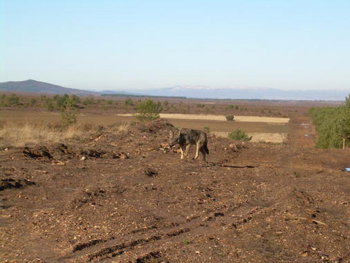 <p><a href="http://www.plataformasinc.es/index.php/esl/imagenes/inicio/(imagen)/35399" target="_self">Loba en la Sierra de la culebra en Zamora</a>. Foto: Isabel Barja.</p>