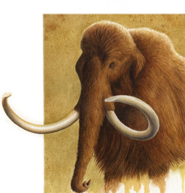 <p>Mamut lanudo. <a href="http://www.agenciasinc.es/imagenes/inicio/(imagen)/90809" target="_self">Ilustración original</a> de Diego Álvarez Lao.</p>