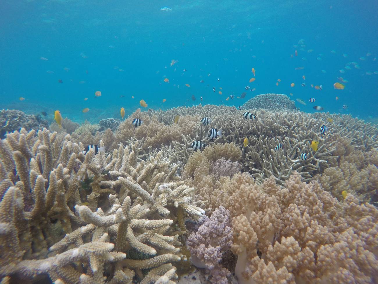 El Mediterráneo occidental, afectado por las olas de calor marinas