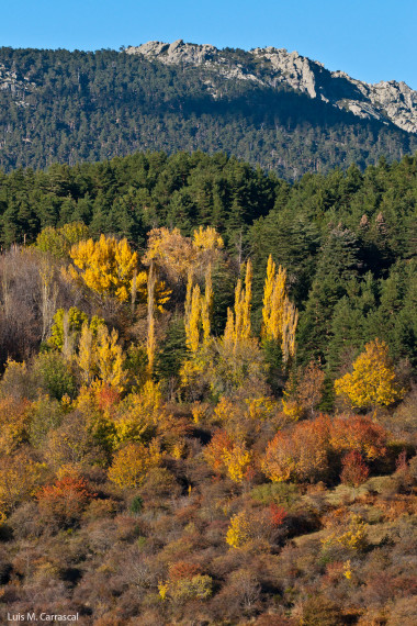 <p>Paraje de la Estación Biológica de El Ventorrillo, en la Sierra de Guadarrama, donde se realizó el estudio. En este bosque mixto las aves buscan las zonas donde la temperatura es mayor y existen refugios cercanos para huir del posible ataque de un depredador. / Luis M. Carrascal.</p>