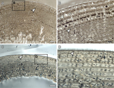 <p class=" text-left">Imagen al microscopio electrónico de la zona cortical de los huesos largos de una cebra (A y B, fémur y C y D, tibia). La flecha blanca indica la línea neonatal. / Carmen Nacarino-Meneses (ICP)</p>