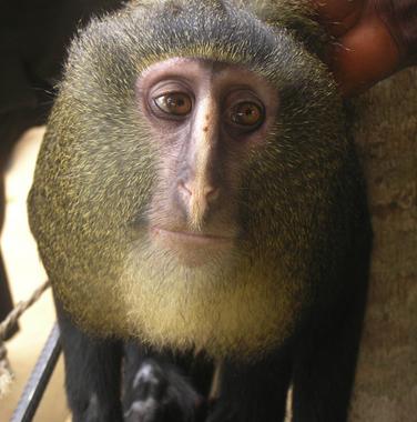 <p>El mono lesula (Cercopithecus lomamiensis) es una de las nuevas especies del Top Ten 2012 . / <a href="http://commons.wikimedia.org/wiki/File:Cercopithecus_lomamiensis_MaleP.jpg" target="_self">Wikipedia</a></p>