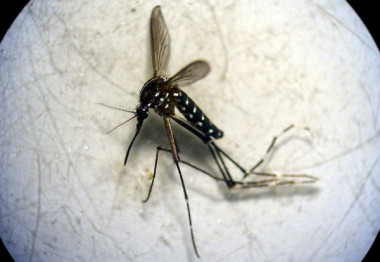 <p>Gracias a la participación ciudadana se descubrió (potencialmente) la presencia del mosquito en una nueva comunidad autónoma. A continuación, los entomólogos colaboradores del proyecto iniciaron el muestreo y verificación <em>in situ. </em>/ AtrapaelTigre.com. </p>