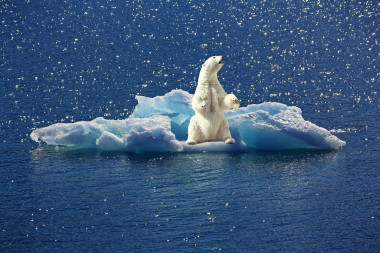 <p/>Oso polar encima de una placa de hielo. / Pixabay” /><span style=