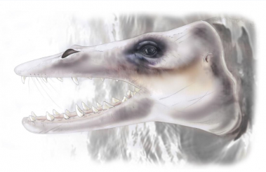 <p>Ilustración de una de las dos especies de protocétidos halladas en Togo / © M.J. Orliac, basado en la reconstrucción del cráneo dibujado por Róisín Mourlam</p>