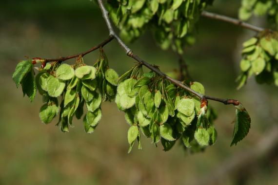 <p>Las semillas de <em>Ulmus laevis</em> son el rasgo diferenciador más característico. / Martín Venturas.</p>