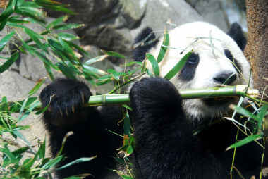 <p>Oso panda macho en el Smithsonian National Zoological Park en Washington. / <a href="https://upload.wikimedia.org/wikipedia/commons/8/82/Giant_Panda_Tai_Shan.JPG" target="_blank">Wikipedia</a></p>