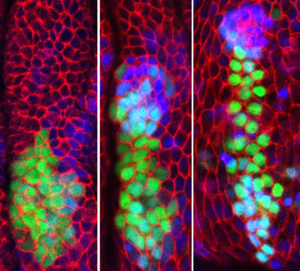 <p class=" text-left">Secuencia temporal del desarrollo embrionario de <em>Drosophila</em>. Un grupo de células provenientes del primordio de la pata (marcadas con el marcador Dll>GFP, verde) van a dar lugar a parte del primordio de ala (marcado en azul con esg-lacZ). / UAM</p>