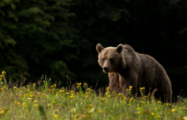 <p>Todos los osos pardos, como el de la foto, tienen probablemente secciones del ADN del oso de las cavernas en su genoma / Lajos Berde </p>