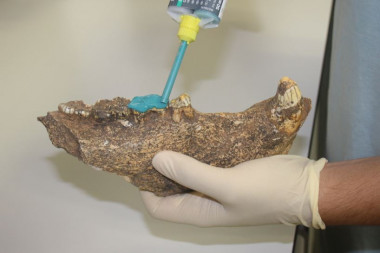 <p>Restos de úrsido utilizados para analizar el desgaste dental que informa sobre la alimentación de los animales. / IPHES</p>