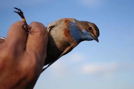 <p>Un ejemplar de pechiazul capturado durante el estudio. Foto: Dicyt.</p>