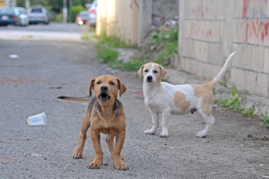 <p>Perros callejeros. / Geoff Gallice</p>