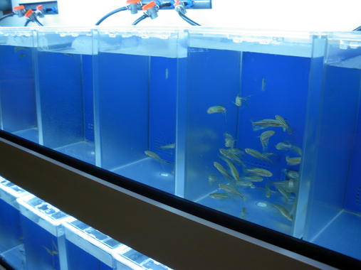 <p>Peceras con ejemplares en el centro Azti-Tecnalia.</p>