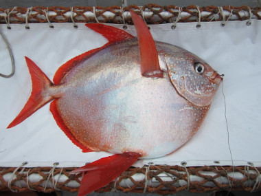 <p>Un ejemplar <em>Lampris guttatus</em>, capturado durante el estudio en aguas de California (EE UU). / NOAA Fisheries/Southwest Fisheries Science Center</p>