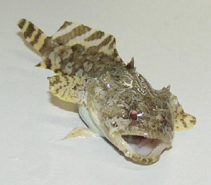 <p>Imagen de pez sapo: Foto: Wikipedia</p>