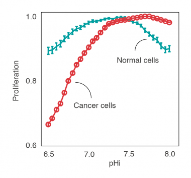 <p>Predicción computacional de la proliferación de células cancerosas y saludables a diferentes pHs intracelulares. Las células cancerosas proliferan bien a pHs básicos, pero a pHs ácidos convierten vulnerables. / IRB</p>