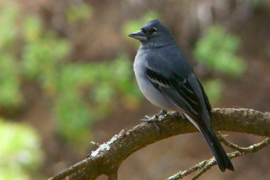 <p>Un pinzón azul, <em> Fringilla polatzeki,</em> macho / Alejandro Delgado</p>